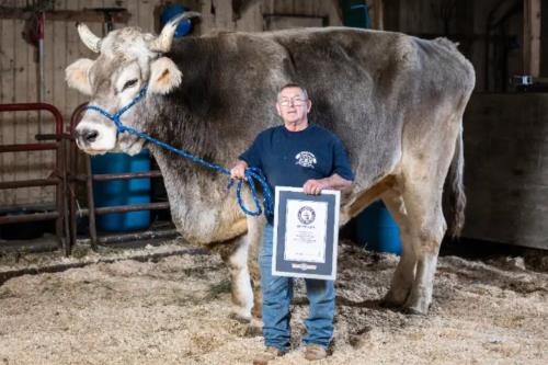 بزرگترین گاو دنیا که رکوردهای گینس را به دست آورده است
