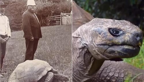 پیرترین حیوان زنده دنیا 191 ساله شد، عکس