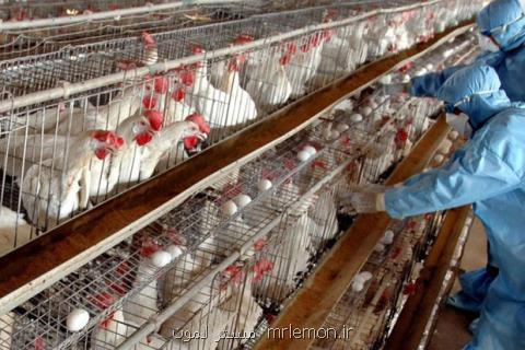 وضعیت ابتلای انسان به آنفلوانزای پرندگان، اخطار به افراد در خطر