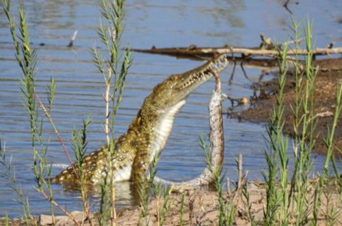 حمله تمساح به مار پایتون، عکس