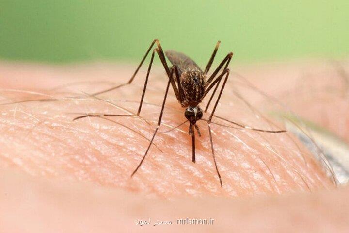 اخطار در رابطه با پشه آئدس و تب دنگی