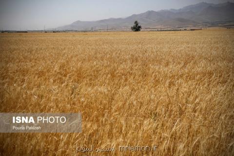 چاقی در اقشار كم درآمد، وزارت بهداشت خواهان بهبود كیفیت گندم