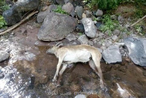 یك بام و دو هوای شیوع طاعون نشخواركنندگان كوچك در پارك ملی خبر